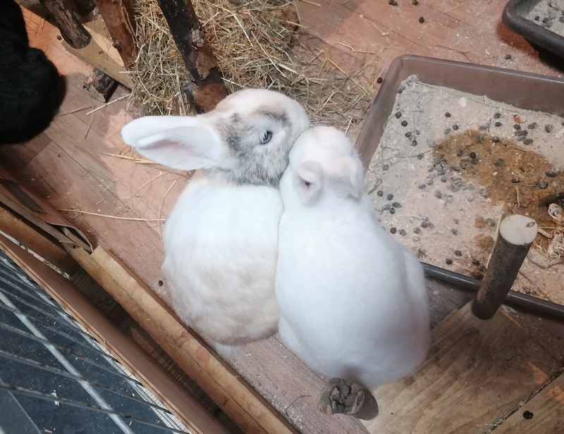 Floh und Filou